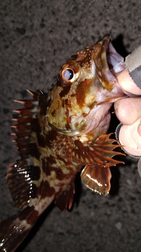 カサゴの釣果