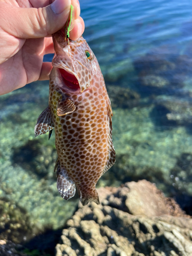 オオモンハタの釣果