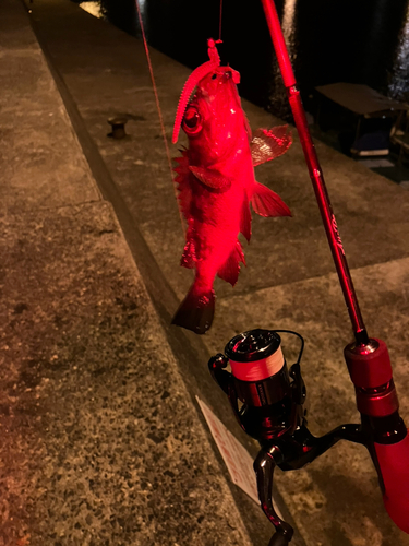 メバルの釣果