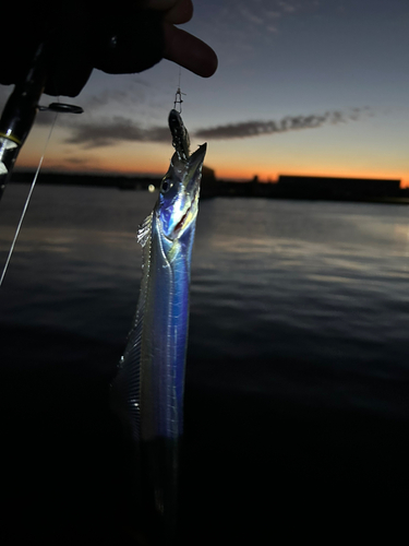 タチウオの釣果