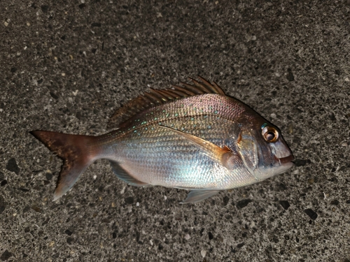 チダイの釣果