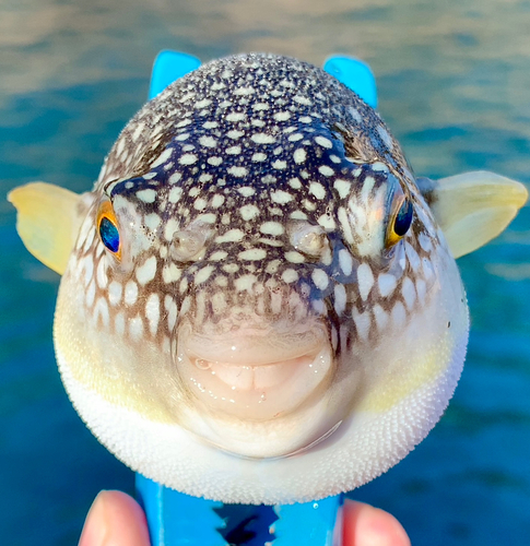 フグの釣果