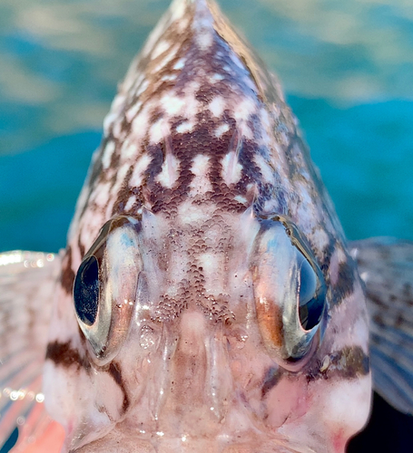 マゾイの釣果