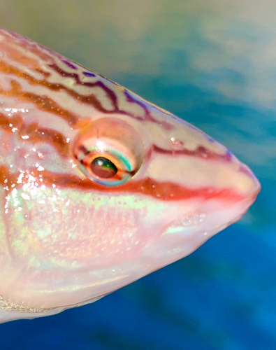 ホシササノハベラの釣果