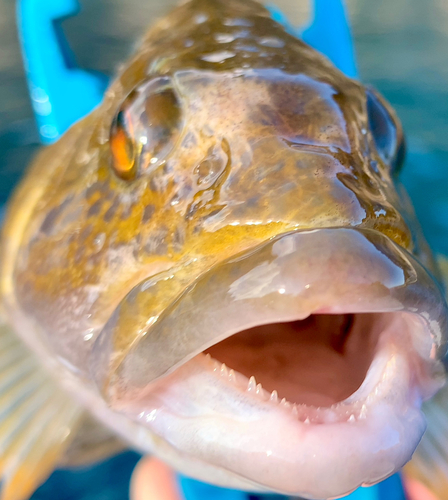 アイナメの釣果