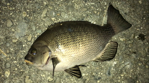 グレの釣果