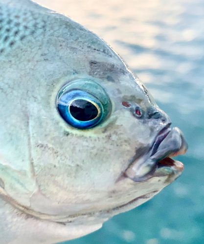 メジナの釣果