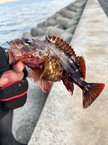 ガシラの釣果