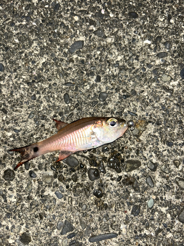 ネンブツダイの釣果