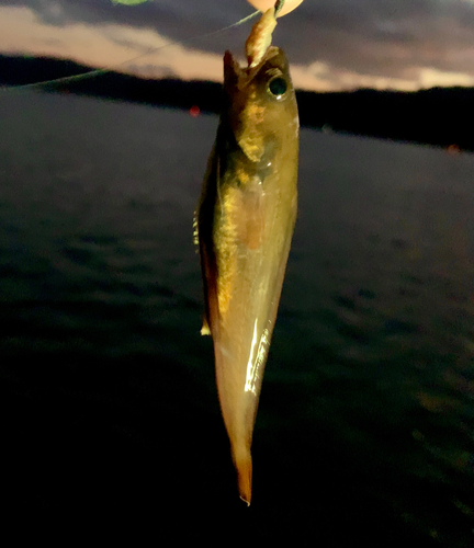 ドンコの釣果