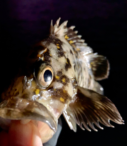 オウゴンムラソイの釣果