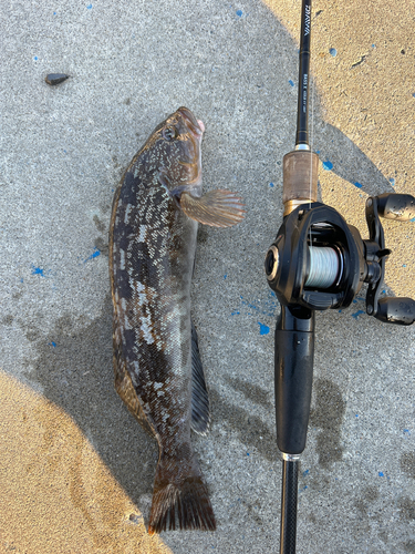 アイナメの釣果