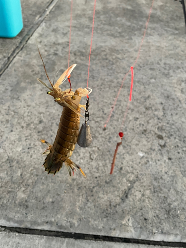 シャコの釣果