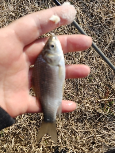 フナの釣果