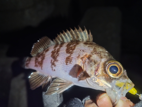 シロメバルの釣果