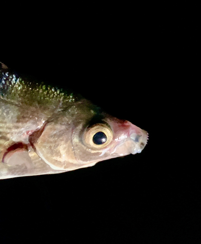 オキタナゴの釣果