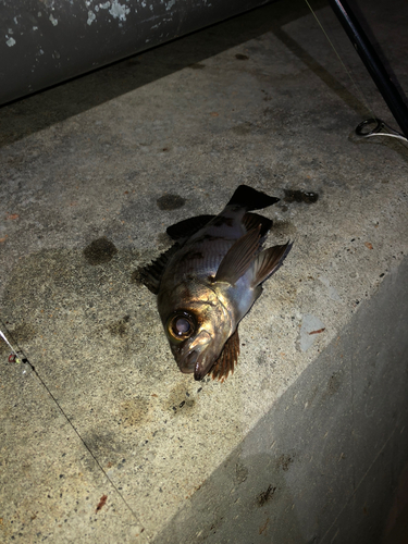 メバルの釣果