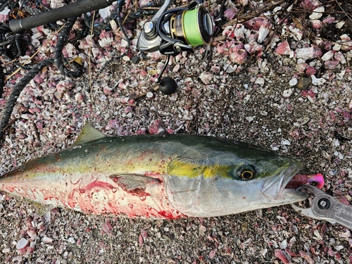 ハマチの釣果