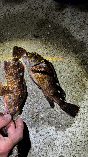 ガシラの釣果