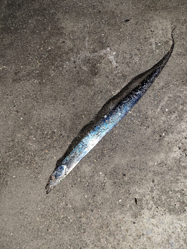 タチウオの釣果