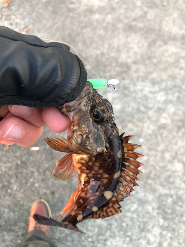 カサゴの釣果