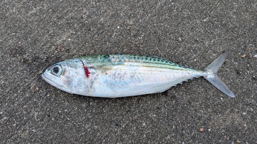 グルクマの釣果