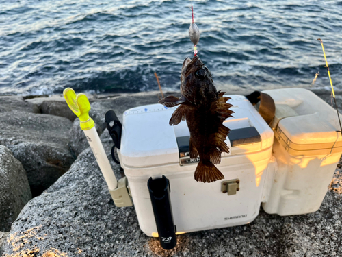 ムラソイの釣果