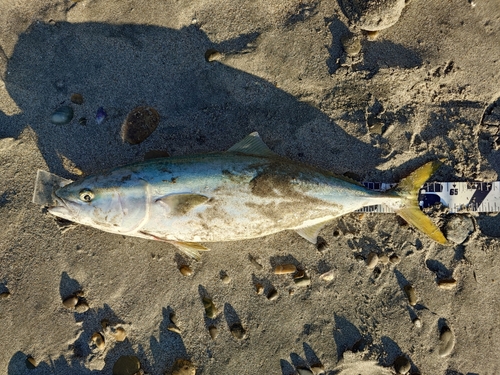 ワラサの釣果