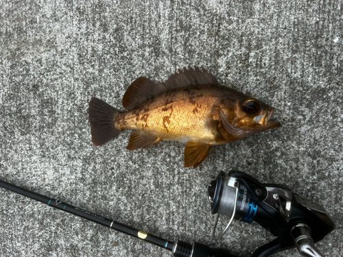 キンメバルの釣果