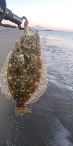 ソゲの釣果