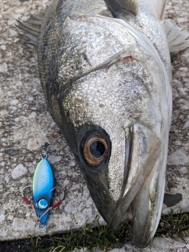 スズキの釣果