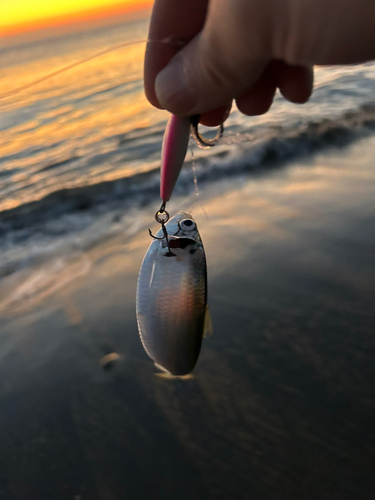 セイゴ（ヒラスズキ）の釣果