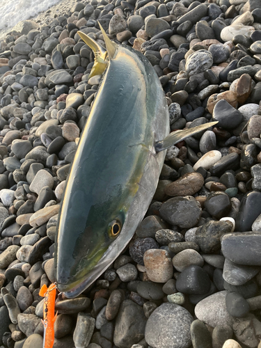 ブリの釣果