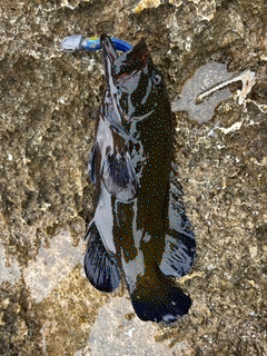 アオノメハタの釣果