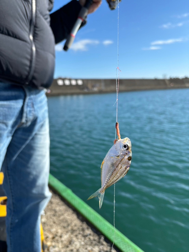 ヒイラギの釣果