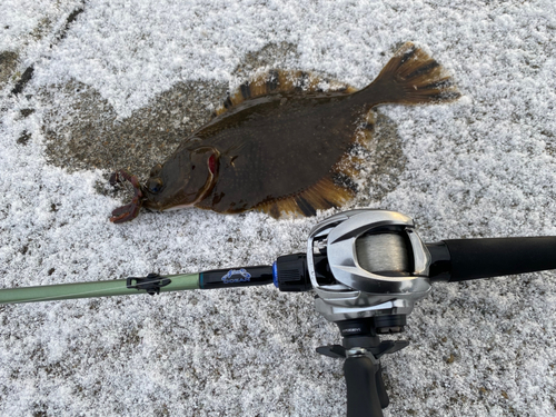 カレイの釣果