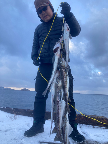 スケトウダラの釣果