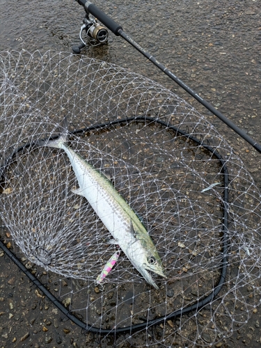 サゴシの釣果