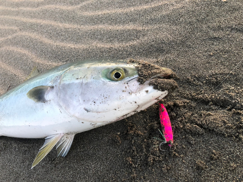 ブリの釣果