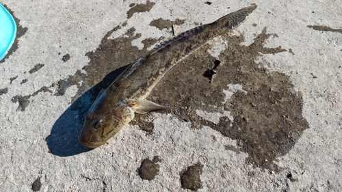 マハゼの釣果