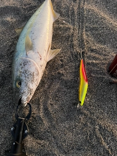 イナダの釣果