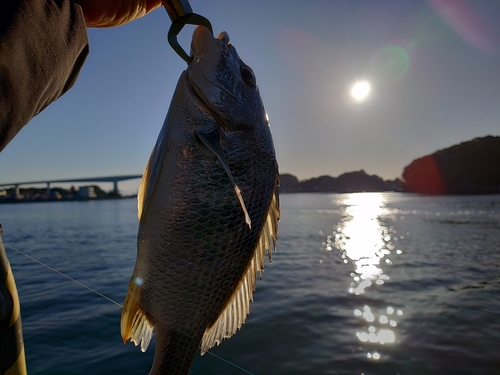 キチヌの釣果