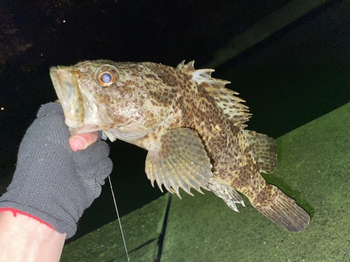 タケノコメバルの釣果