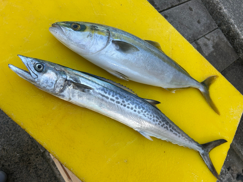 ハマチの釣果