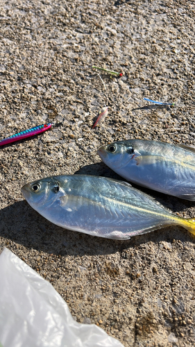 釣果