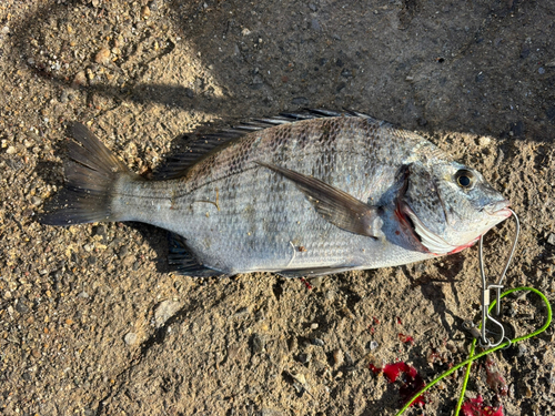 クロダイの釣果