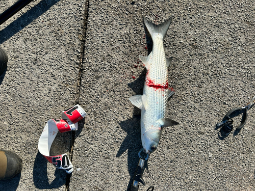 ボラの釣果