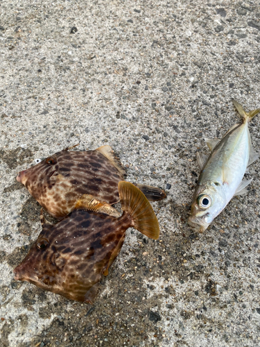 カワハギの釣果