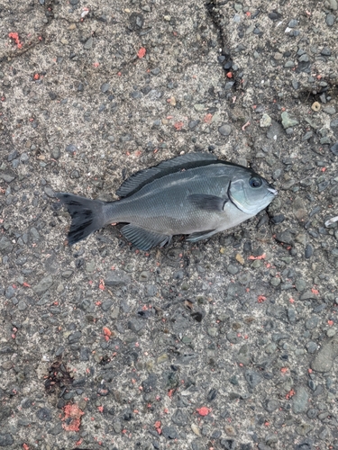 クチブトグレの釣果