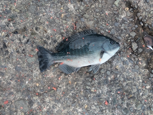 クチブトグレの釣果